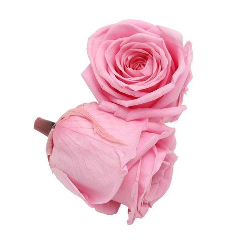 6CM Preserved Rose Flower