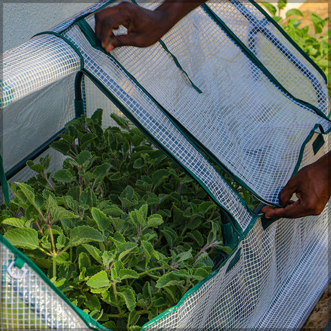 Greenhouse for vegetables with reinforced polyethylene cover for heat retention