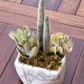 Artificial single cactus plant for indoor spaces